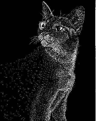 etched-cat.jpg