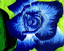 blue_rose